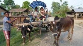 Char à boeufs, Chitwan Népal